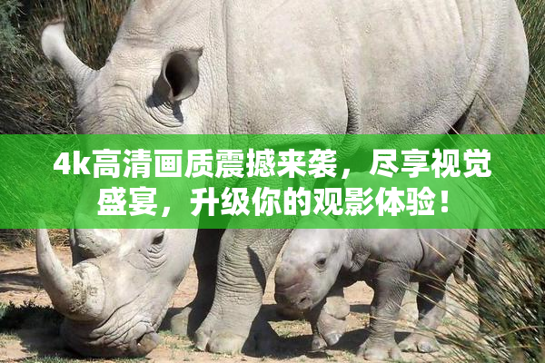 4k高清画质震撼来袭，尽享视觉盛宴，升级你的观影体验！