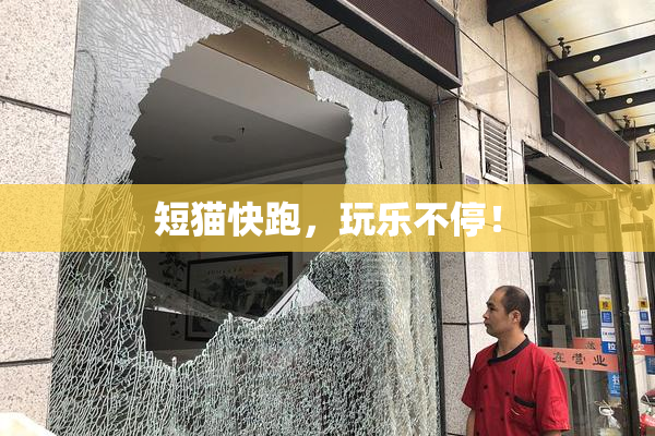 短猫快跑，玩乐不停！
