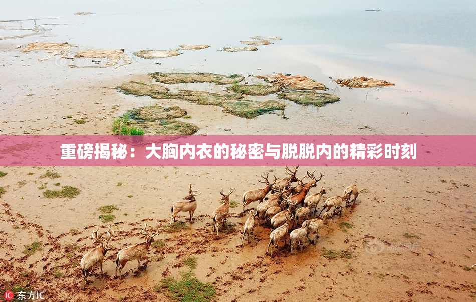 重磅揭秘：大胸内衣的秘密与脱脱内的精彩时刻