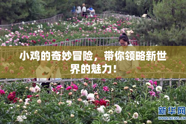 小鸡的奇妙冒险，带你领略新世界的魅力！