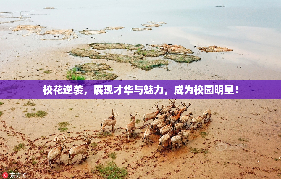 校花逆袭，展现才华与魅力，成为校园明星！