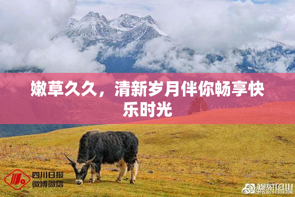 嫩草久久，清新岁月伴你畅享快乐时光