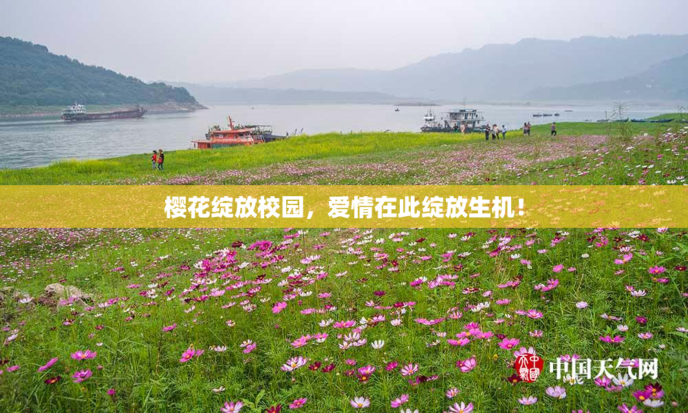 樱花绽放校园，爱情在此绽放生机！