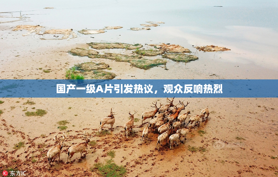 国产一级A片引发热议，观众反响热烈