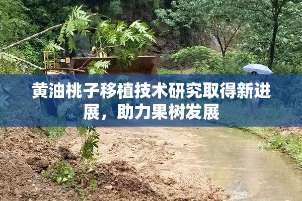 黄油桃子移植技术研究取得新进展，助力果树发展