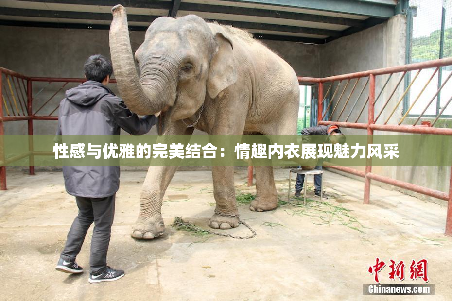 性感与优雅的完美结合：情趣内衣展现魅力风采
