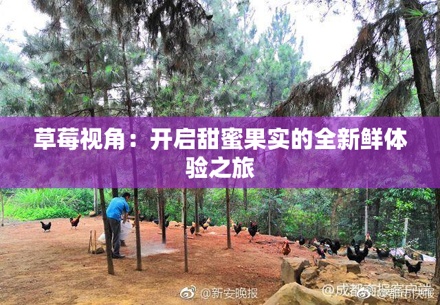 草莓视角：开启甜蜜果实的全新鲜体验之旅