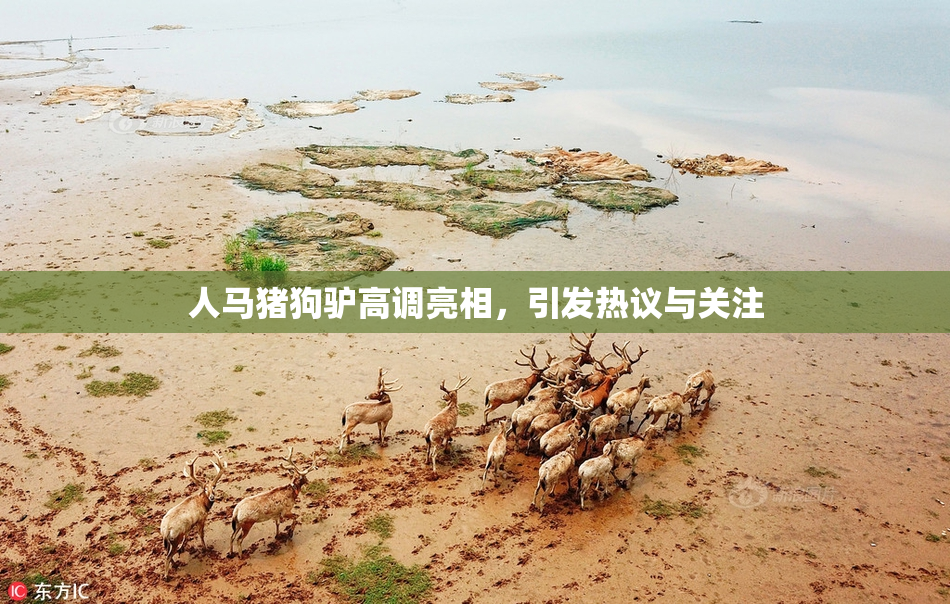 人马猪狗驴高调亮相，引发热议与关注