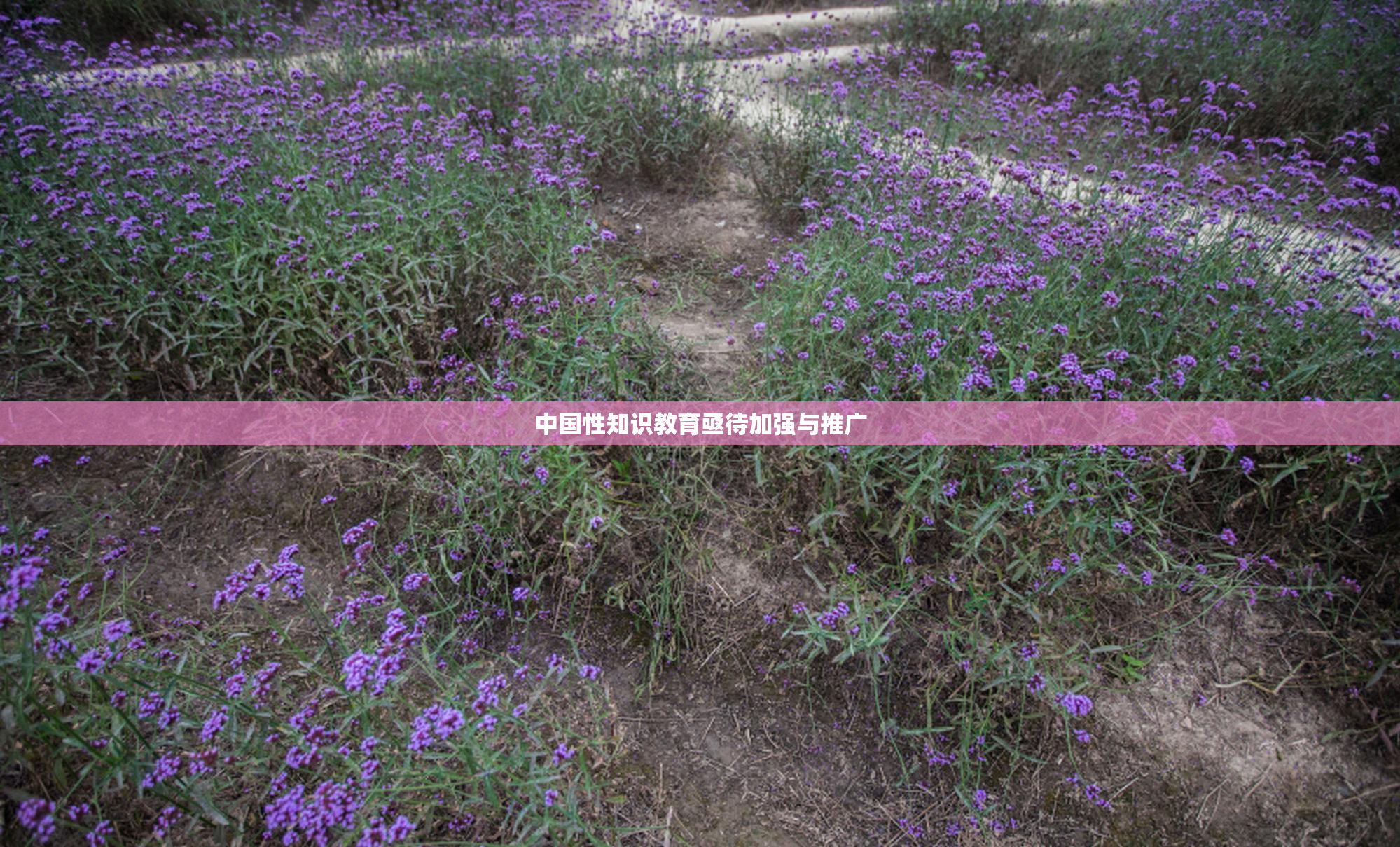 中国性知识教育亟待加强与推广