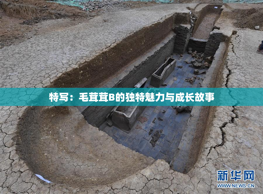 特写：毛茸茸B的独特魅力与成长故事