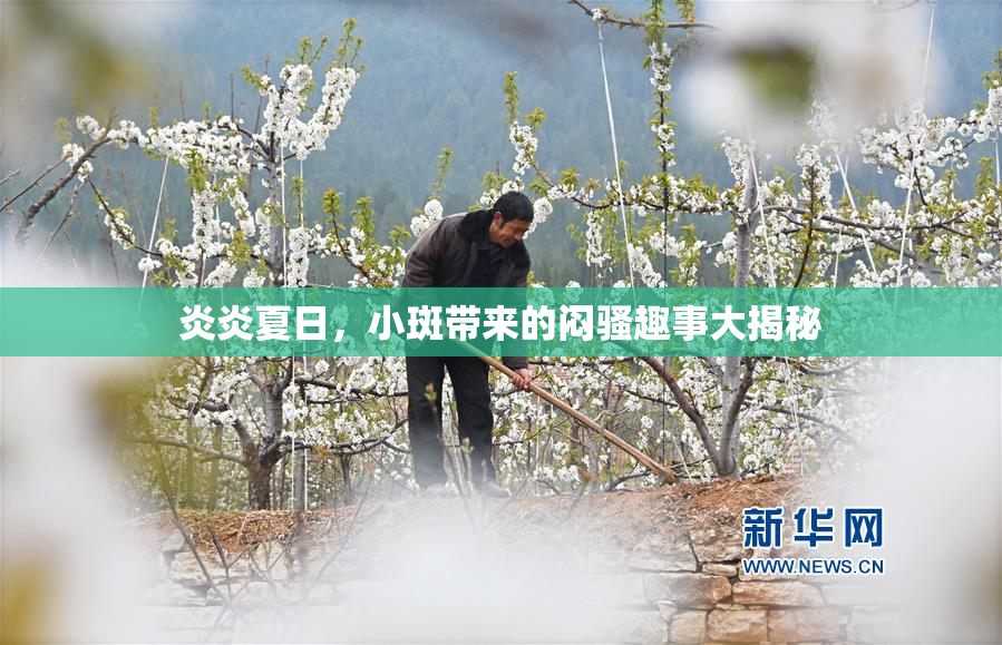 炎炎夏日，小斑带来的闷骚趣事大揭秘