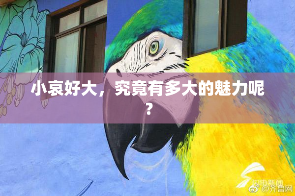 小哀好大，究竟有多大的魅力呢？