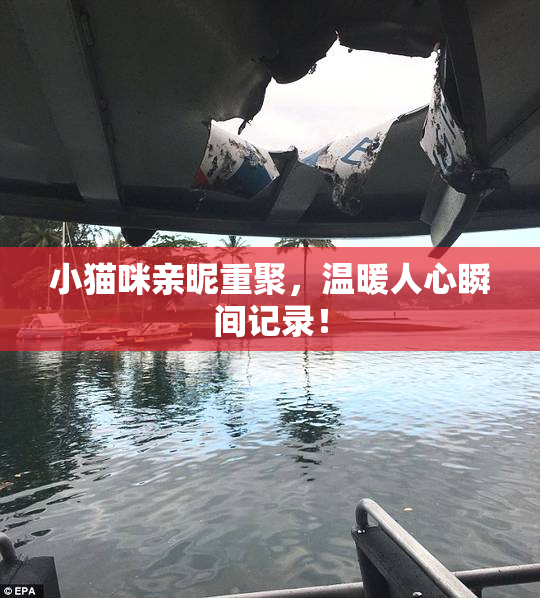 小猫咪亲昵重聚，温暖人心瞬间记录！