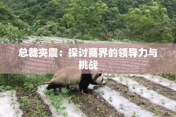 总裁夹震：探讨商界的领导力与挑战