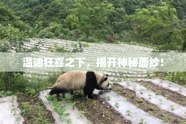 温迪狂喜之下，揭开神秘面纱！