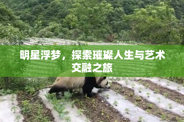 明星浮梦，探索璀璨人生与艺术交融之旅