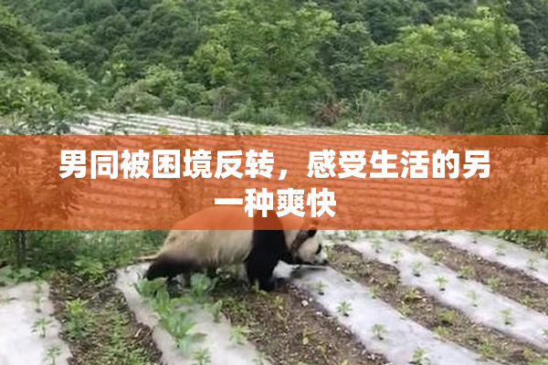 男同被困境反转，感受生活的另一种爽快