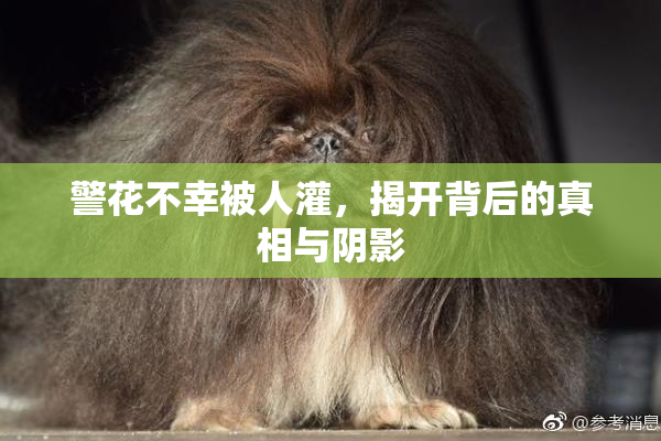 警花不幸被人灌，揭开背后的真相与阴影