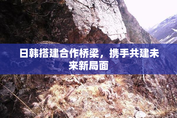 日韩搭建合作桥梁，携手共建未来新局面