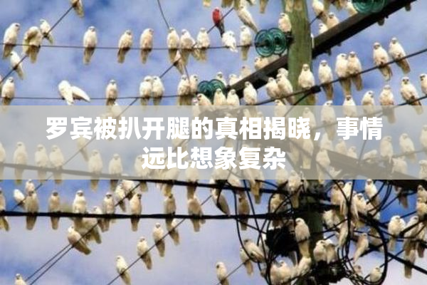 罗宾被扒开腿的真相揭晓，事情远比想象复杂