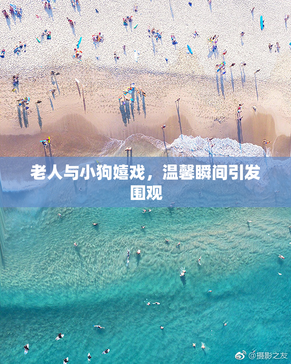 老人与小狗嬉戏，温馨瞬间引发围观