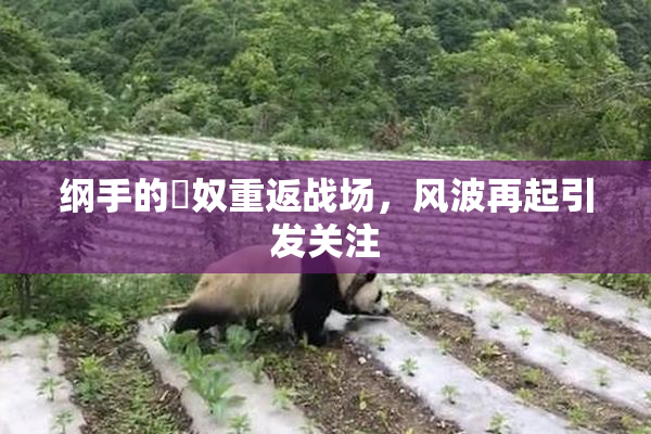 纲手的婬奴重返战场，风波再起引发关注