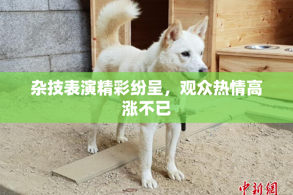 杂技表演精彩纷呈，观众热情高涨不已