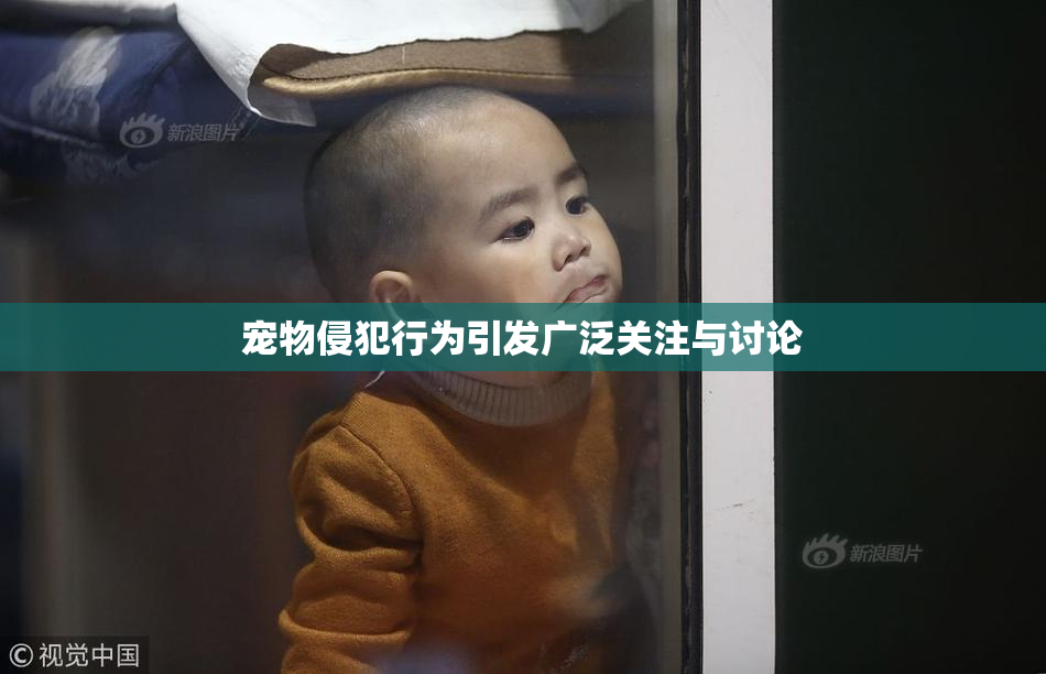 宠物侵犯行为引发广泛关注与讨论