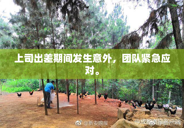 上司出差期间发生意外，团队紧急应对。