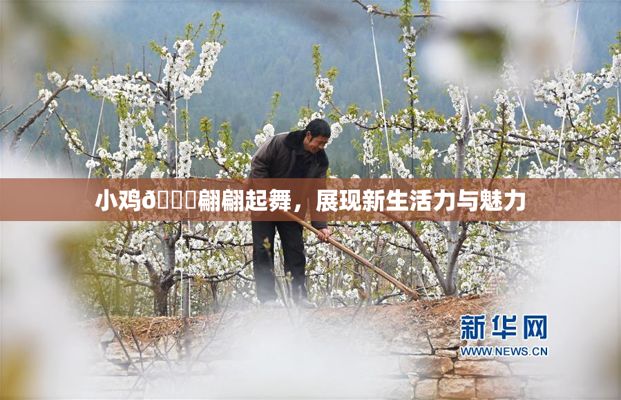 小鸡🐔翩翩起舞，展现新生活力与魅力