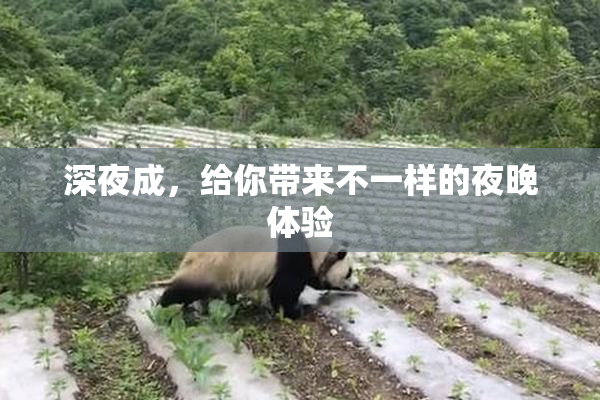 深夜成，给你带来不一样的夜晚体验