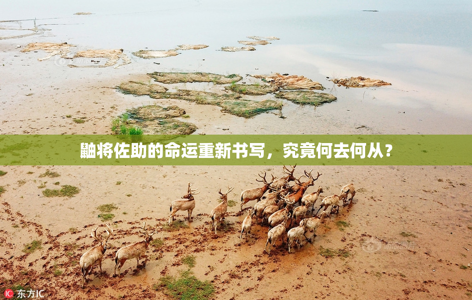 鼬将佐助的命运重新书写，究竟何去何从？