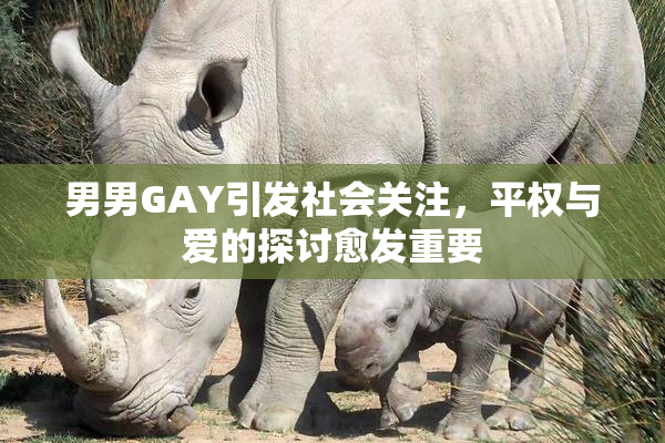 男男GAY引发社会关注，平权与爱的探讨愈发重要