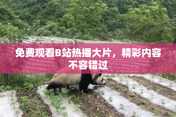 免费观看B站热播大片，精彩内容不容错过
