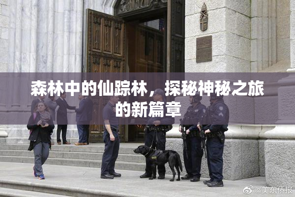 森林中的仙踪林，探秘神秘之旅的新篇章