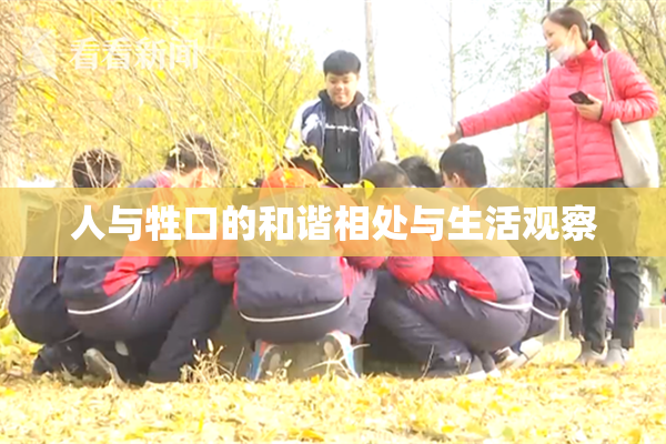 人与牲口的和谐相处与生活观察