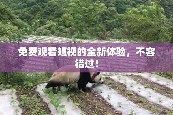 免费观看短视的全新体验，不容错过！