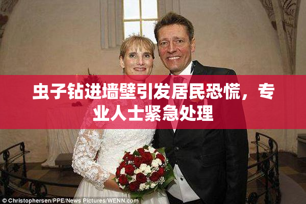 虫子钻进墙壁引发居民恐慌，专业人士紧急处理