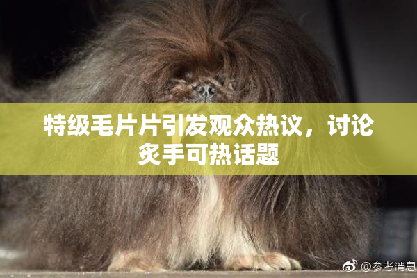 特级毛片片引发观众热议，讨论炙手可热话题