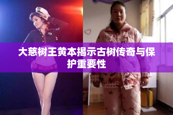 大慈树王黄本揭示古树传奇与保护重要性