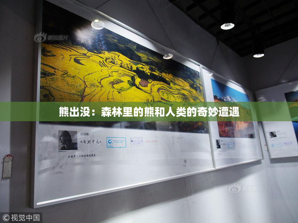 熊出没：森林里的熊和人类的奇妙遭遇