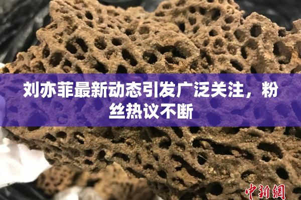 刘亦菲最新动态引发广泛关注，粉丝热议不断
