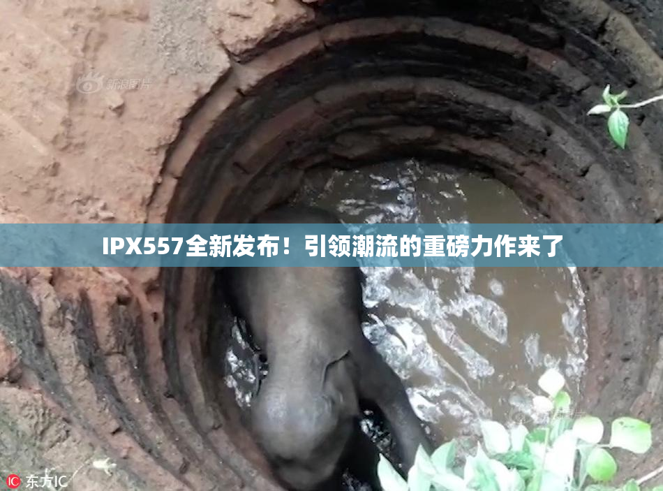 IPX557全新发布！引领潮流的重磅力作来了
