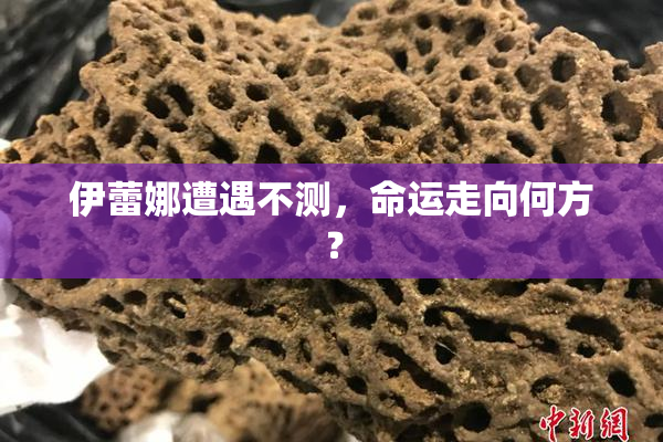 伊蕾娜遭遇不测，命运走向何方？
