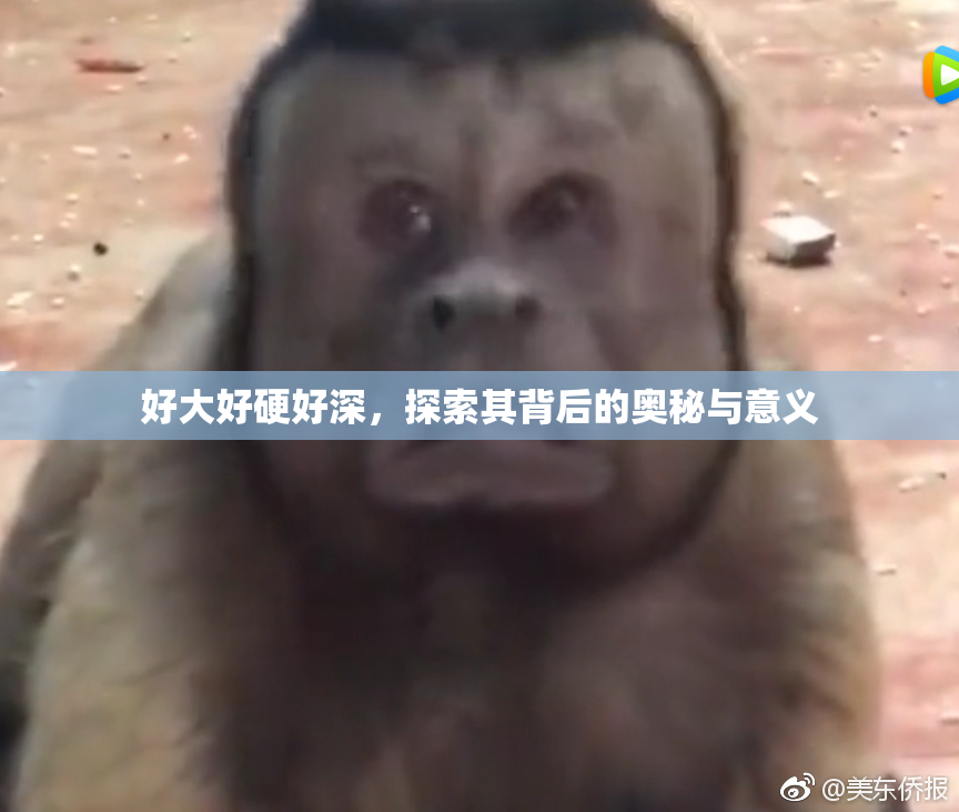 好大好硬好深，探索其背后的奥秘与意义