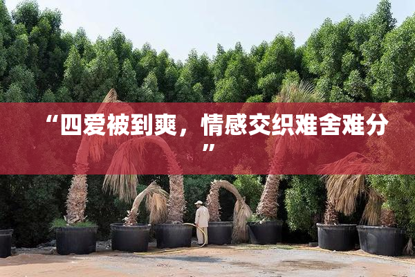 “四爱被到爽，情感交织难舍难分”