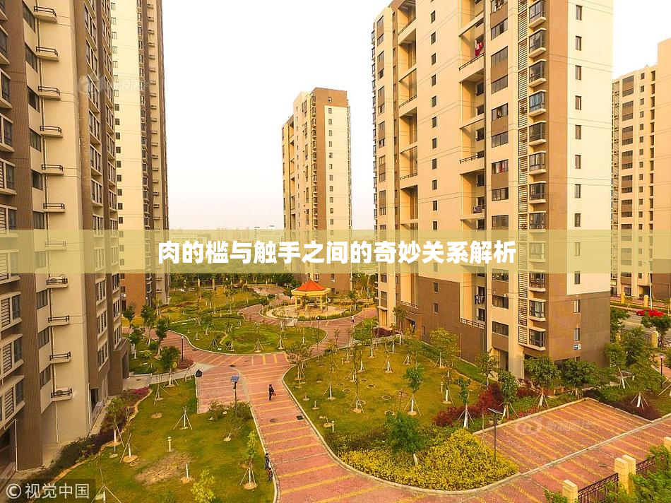肉的槛与触手之间的奇妙关系解析