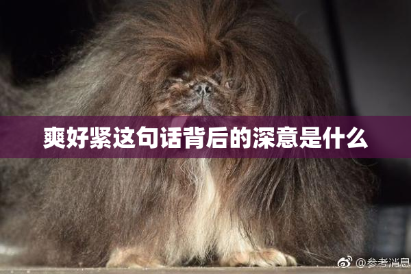 爽好紧这句话背后的深意是什么