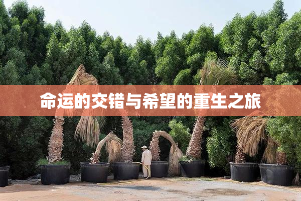 命运的交错与希望的重生之旅