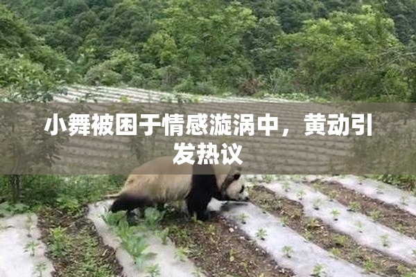 小舞被困于情感漩涡中，黄动引发热议
